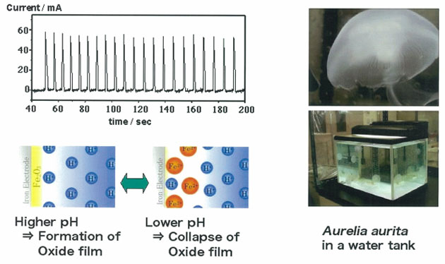Figure 3. Non-linear electrochemical oscillators and biological chaos: Can a solution for the power generation plant and ship water-intake problems stemming from jellyfish population explosions really be found? 