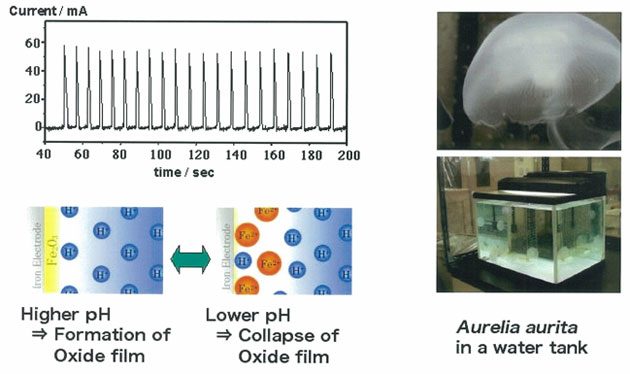 Figure 3. Non-linear electrochemical oscillators and biological chaos: Can a solution for the power generation plant and ship water-intake problems stemming from jellyfish population explosions really be found?