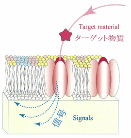 Figure 2. An illustration of the biosensor principle that is under development. When the target material reaches the membrane sensor interface the biosensor traps and detects the signals generated by embedded molecular functions. 