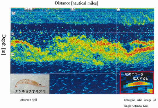 Figure 1. Echogram of Antarctic krill. Analysis of such echoes allows us to know their abundance and behavioral ecology.