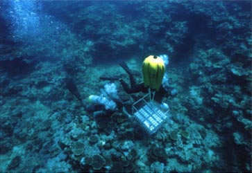 Figure 4. Installation of ceramic-made settlement devices to raise corals for transplantation (960 devices in one cage) prior to mass spawning of corals coral spawning at Irabu Island.
