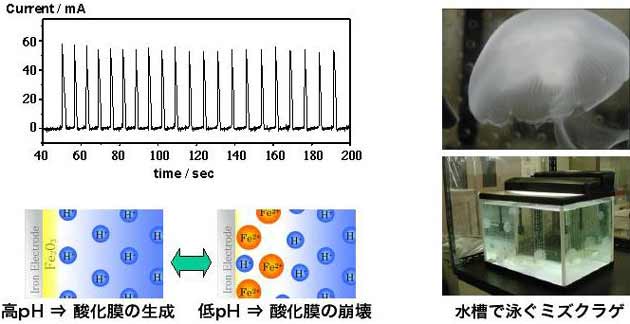 非線形電気化学振動子と生体カオス