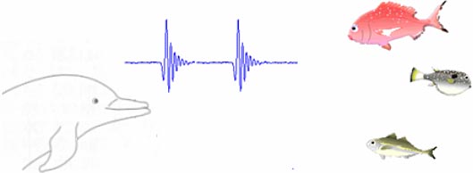 イルカはクリックスという短い音波を使って魚を探知,追跡.補食する
