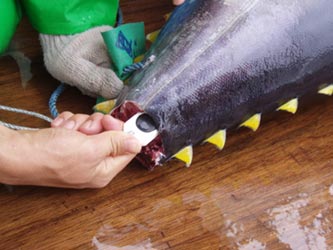 漁獲されたマグロへのICタグの装着の様子