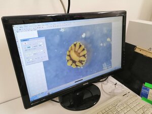 AT_Figure 4 Myzostomida, the polychaetes that I helped laboratory members identify.jpg